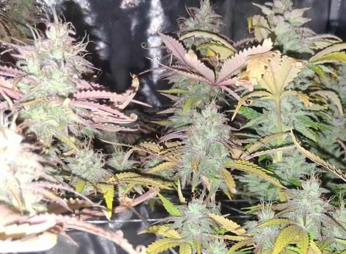 BF-Strawberry Limonade, JH - Home strain. Week 21