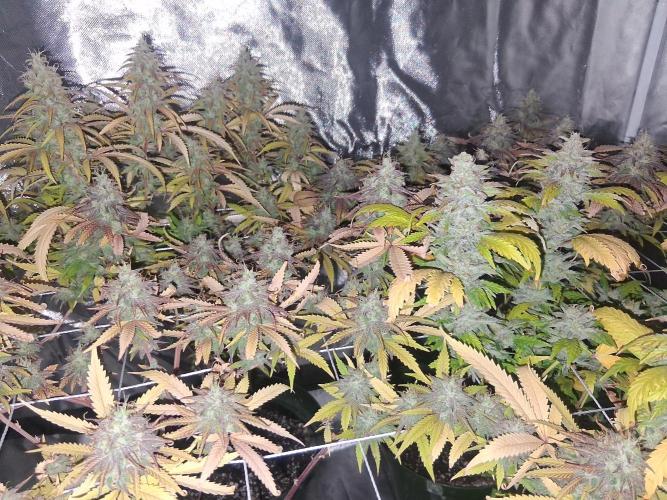 BF-Strawberry Limonade, JH - Home strain. Week 21