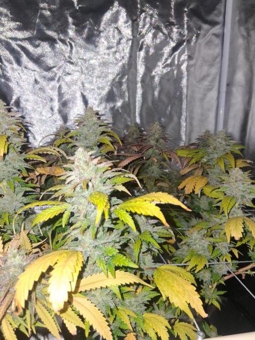 BF-Strawberry Limonade, JH - Home strain. Week 21