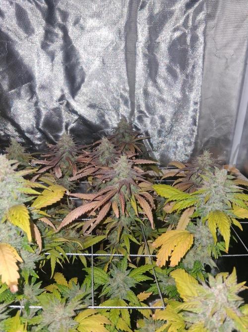BF-Strawberry Limonade, JH - Home strain. Week 21