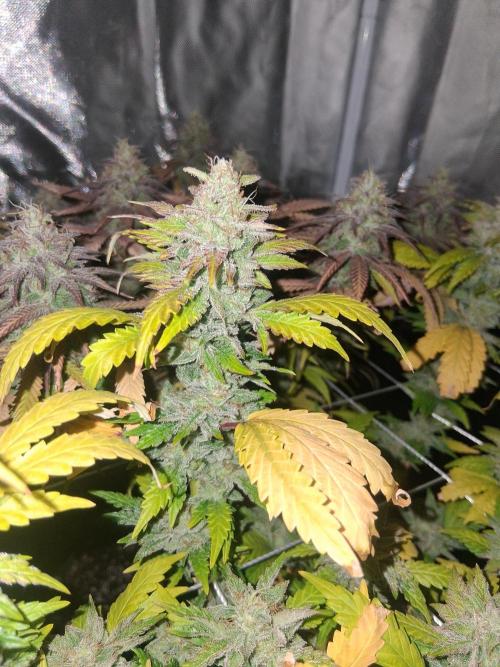 BF-Strawberry Limonade, JH - Home strain. Week 21