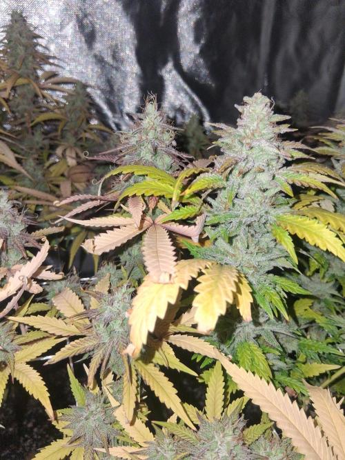 BF-Strawberry Limonade, JH - Home strain. Week 21