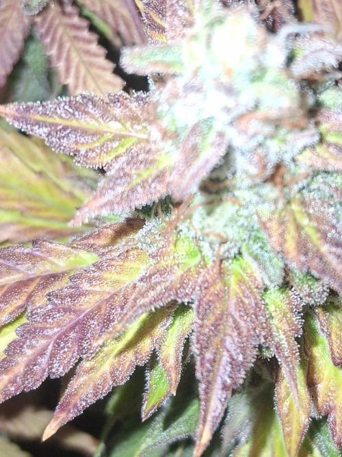 BF-Strawberry Limonade, JH - Home strain. Week 22