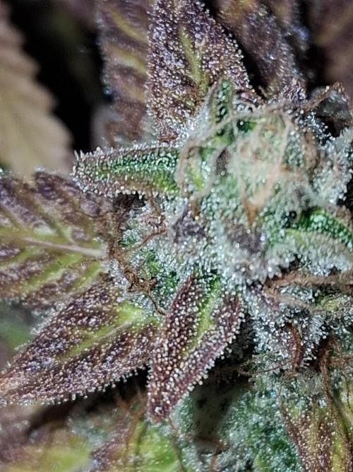 BF-Strawberry Limonade, JH - Home strain. Week 22