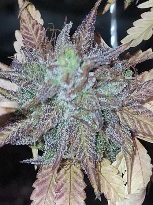 BF-Strawberry Limonade, JH - Home strain. Week 22