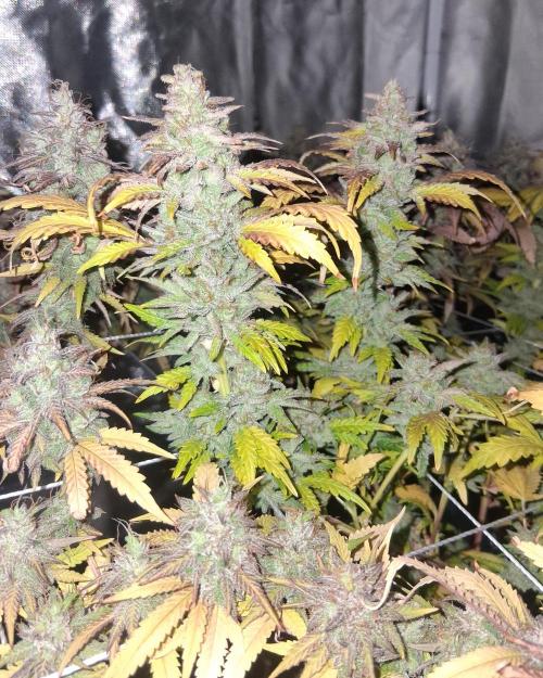 BF-Strawberry Limonade, JH - Home strain. Week 22