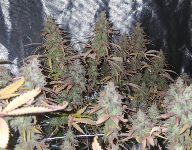BF-Strawberry Limonade, JH - Home strain. Week 22