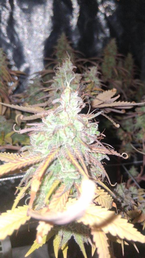 BF-Strawberry Limonade, JH - Home strain. Week 22