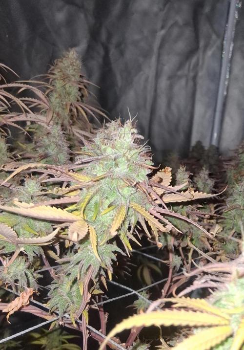 BF-Strawberry Limonade, JH - Home strain. Week 22