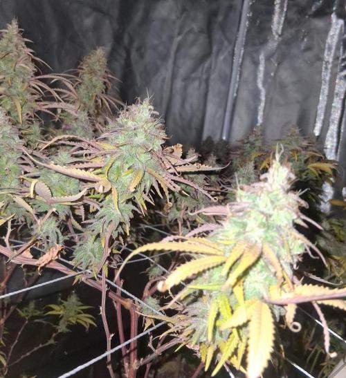 BF-Strawberry Limonade, JH - Home strain. Week 22