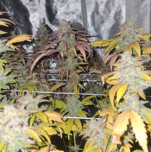 BF-Strawberry Limonade, JH - Home strain. Week 22