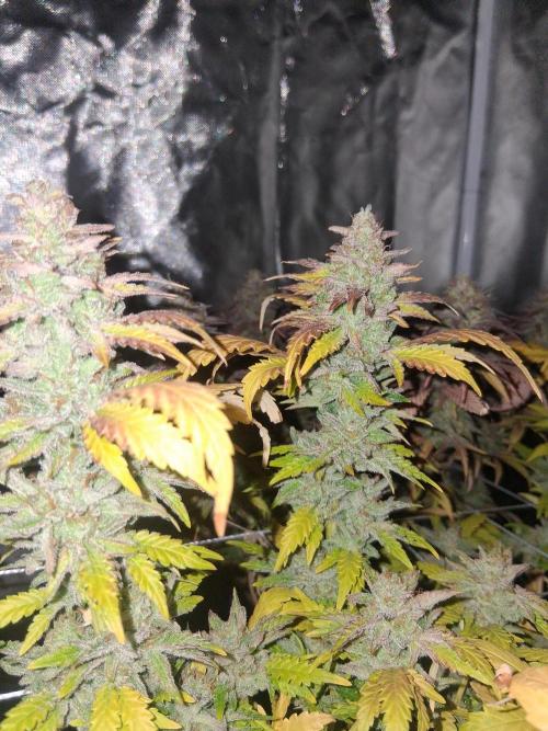 BF-Strawberry Limonade, JH - Home strain. Week 22
