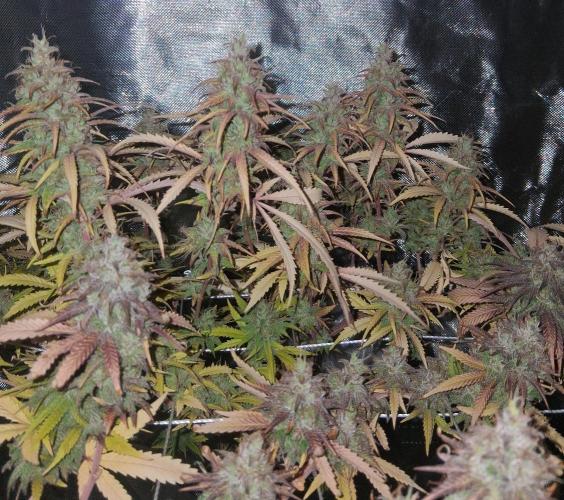 BF-Strawberry Limonade, JH - Home strain. Week 22