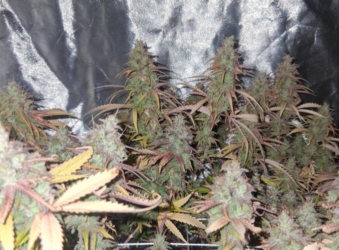 BF-Strawberry Limonade, JH - Home strain. Week 22