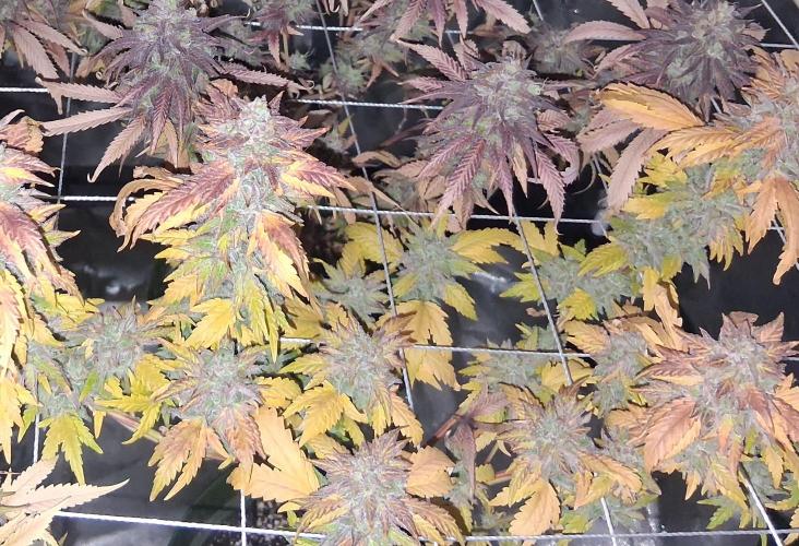 BF-Strawberry Limonade, JH - Home strain. Week 23