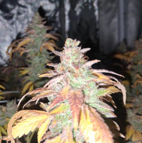 BF-Strawberry Limonade, JH - Home strain. Week 23