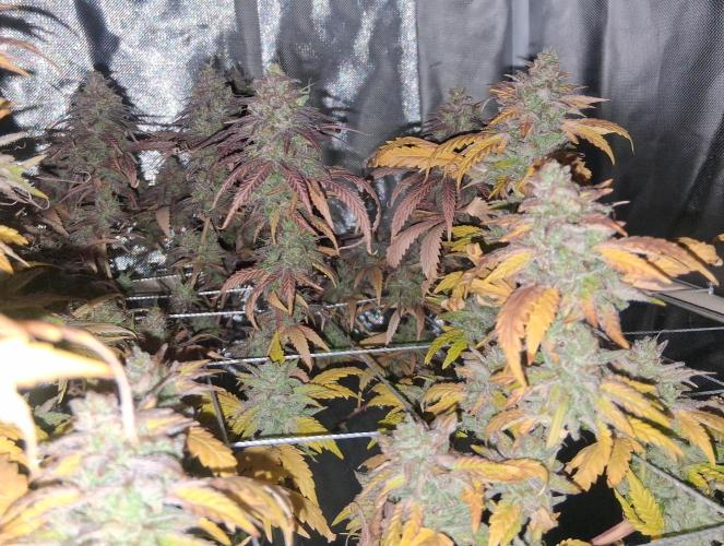 BF-Strawberry Limonade, JH - Home strain. Week 23