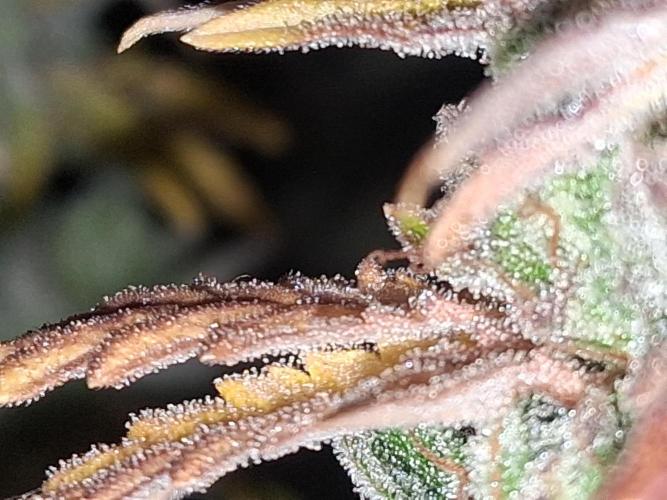 BF-Strawberry Limonade, JH - Home strain. Week 23