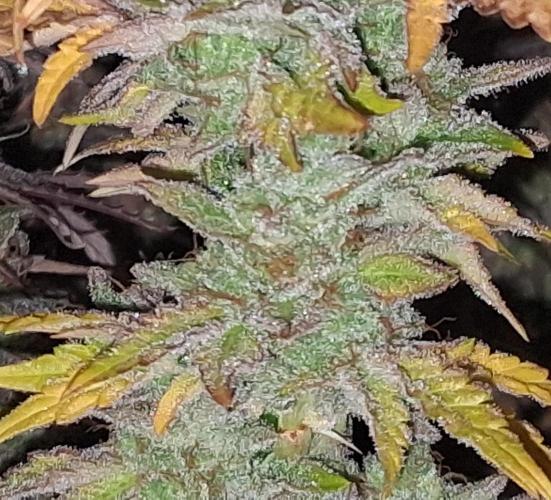 BF-Strawberry Limonade, JH - Home strain. Week 23