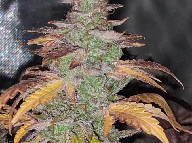 BF-Strawberry Limonade, JH - Home strain. Week 23