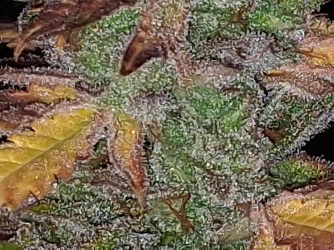 BF-Strawberry Limonade, JH - Home strain. Week 23