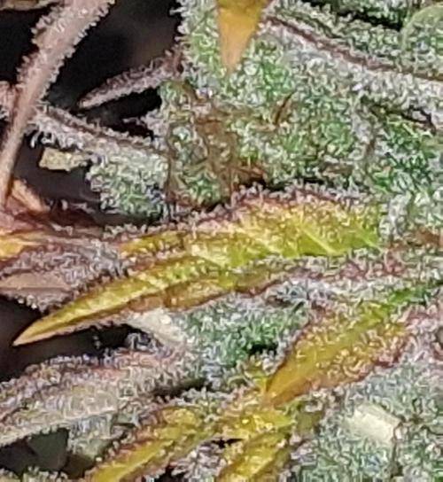 BF-Strawberry Limonade, JH - Home strain. Week 23