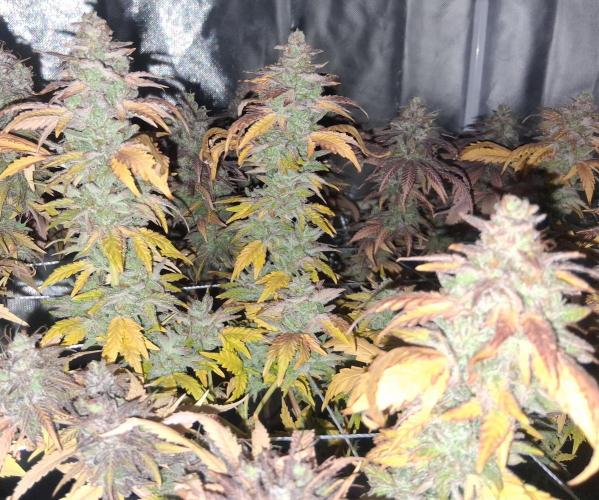 BF-Strawberry Limonade, JH - Home strain. Week 23