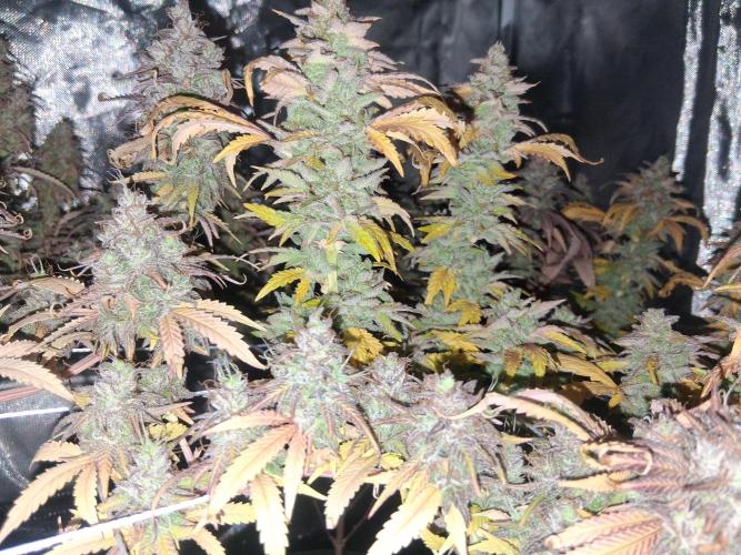 BF-Strawberry Limonade, JH - Home strain. Week 23