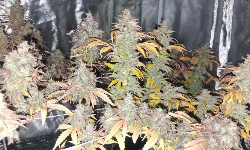 BF-Strawberry Limonade, JH - Home strain. Week 23