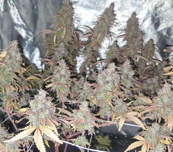 BF-Strawberry Limonade, JH - Home strain. Week 23