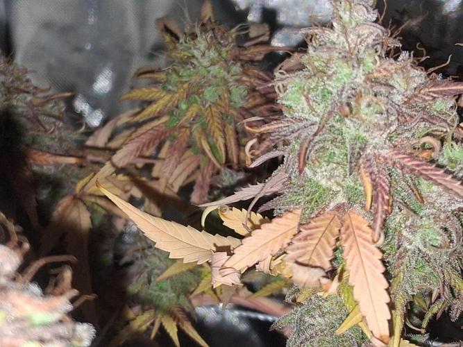 BF-Strawberry Limonade, JH - Home strain. Week 23