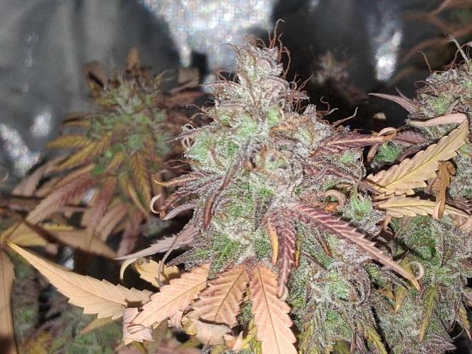 BF-Strawberry Limonade, JH - Home strain. Week 23