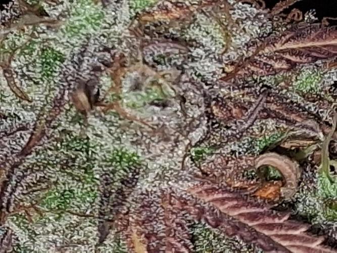 BF-Strawberry Limonade, JH - Home strain. Week 23