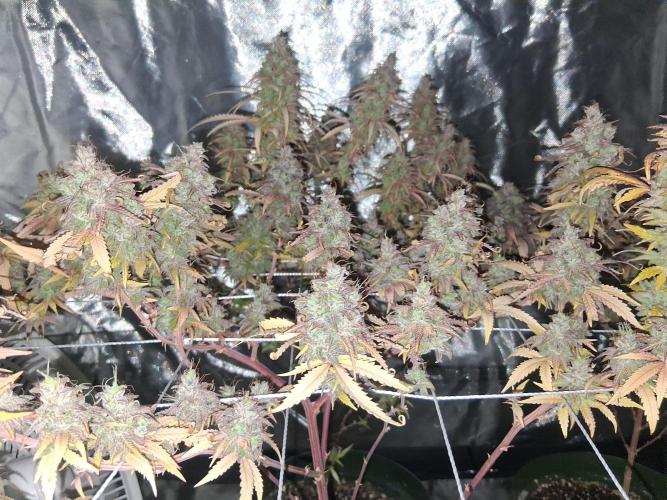 BF-Strawberry Limonade, JH - Home strain. Week 23