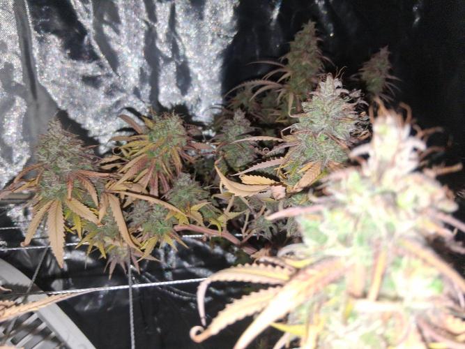 BF-Strawberry Limonade, JH - Home strain. Week 23
