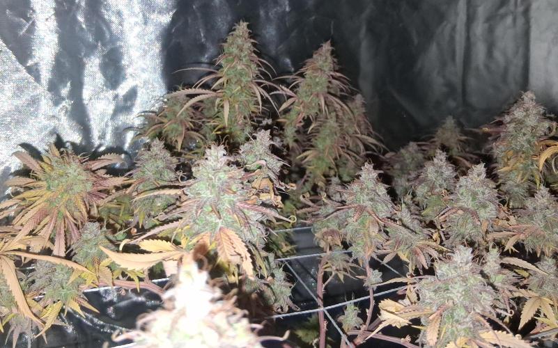 BF-Strawberry Limonade, JH - Home strain. Week 23