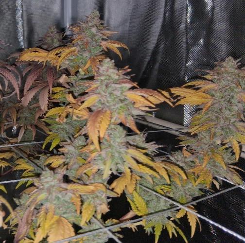 BF-Strawberry Limonade, JH - Home strain. Week 23