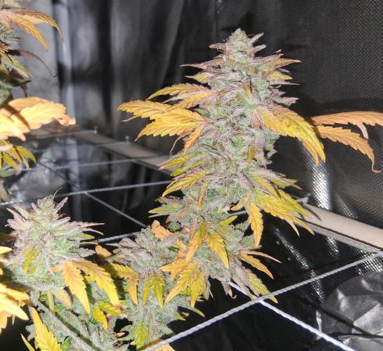 BF-Strawberry Limonade, JH - Home strain. Week 23