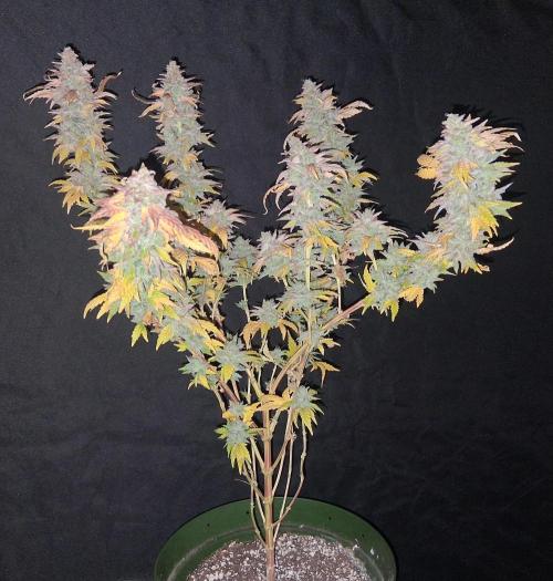 BF-Strawberry Limonade, JH - Home strain. Week 24