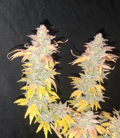 BF-Strawberry Limonade, JH - Home strain. Week 24