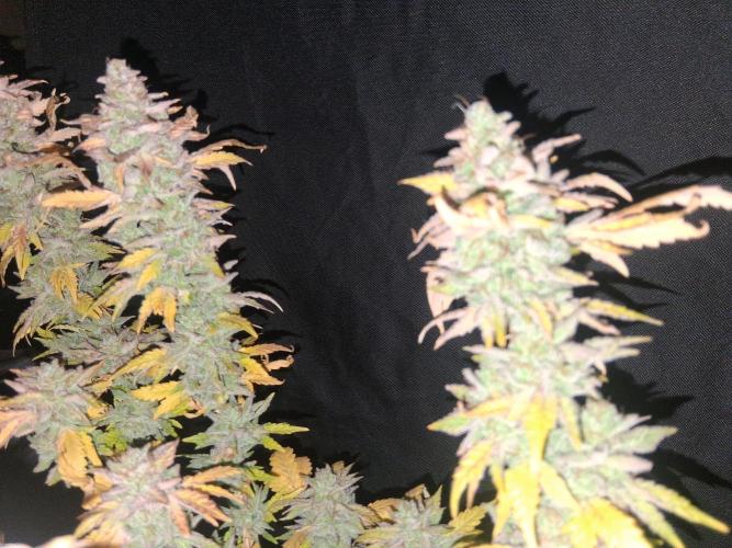 BF-Strawberry Limonade, JH - Home strain. Week 24