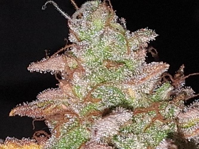 BF-Strawberry Limonade, JH - Home strain. Week 24