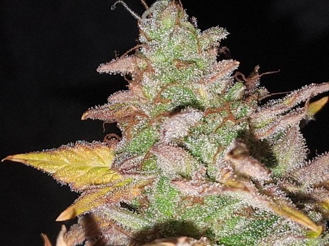 BF-Strawberry Limonade, JH - Home strain. Week 24