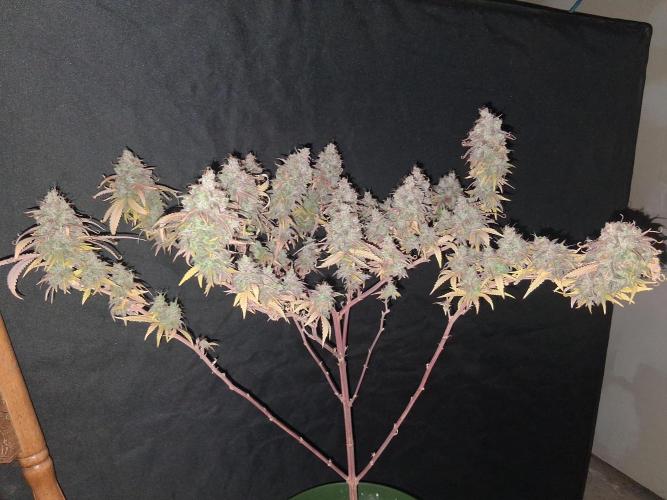 BF-Strawberry Limonade, JH - Home strain. Week 24