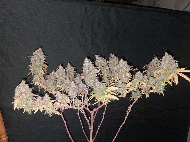BF-Strawberry Limonade, JH - Home strain. Week 24