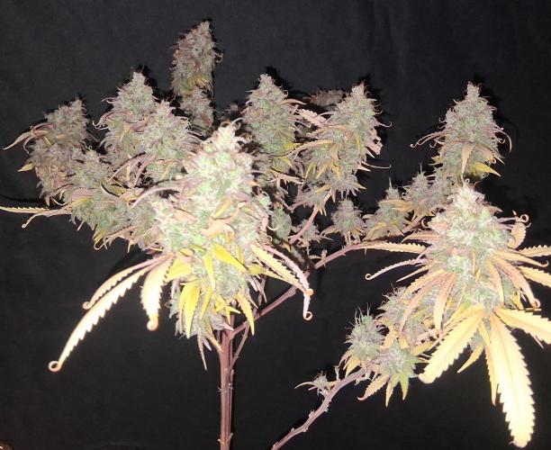 BF-Strawberry Limonade, JH - Home strain. Week 24