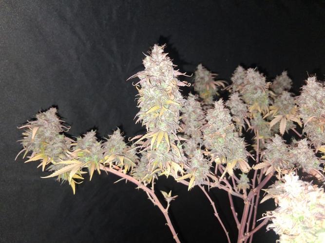 BF-Strawberry Limonade, JH - Home strain. Week 24