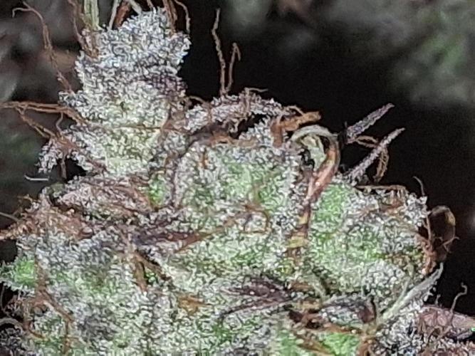 BF-Strawberry Limonade, JH - Home strain. Week 24