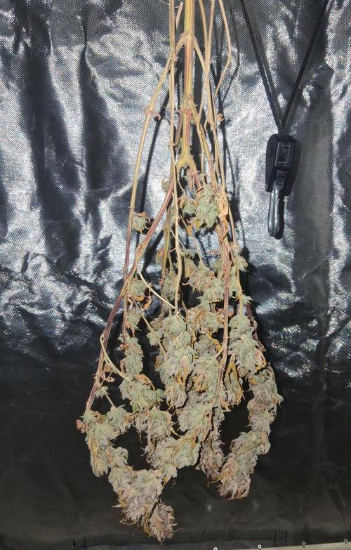 BF-Strawberry Limonade, JH - Home strain. Week 24