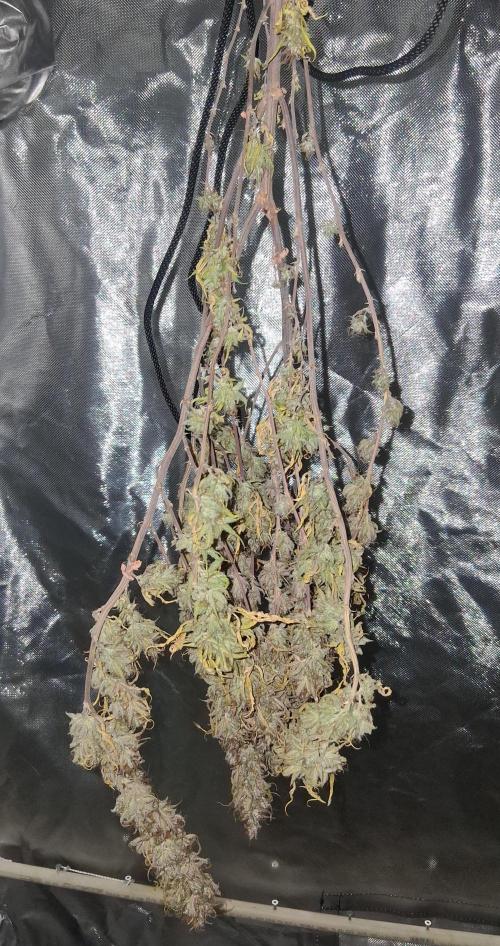 BF-Strawberry Limonade, JH - Home strain. Week 24